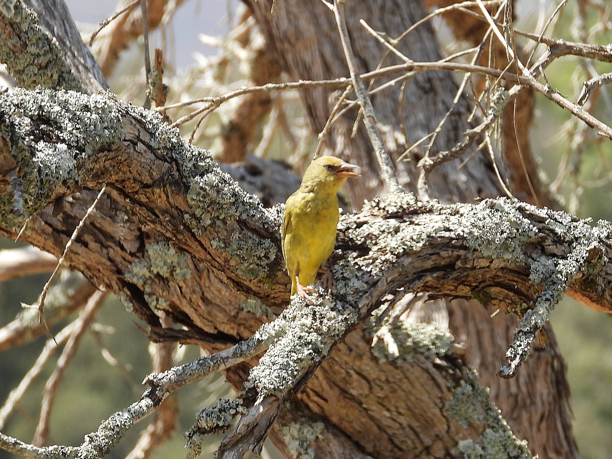 Капский ткач - ML646811879