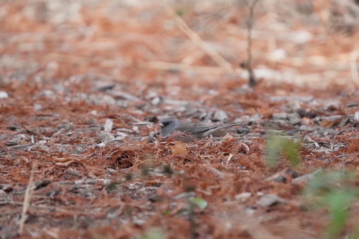 Dark-eyed Junco - ML646811880