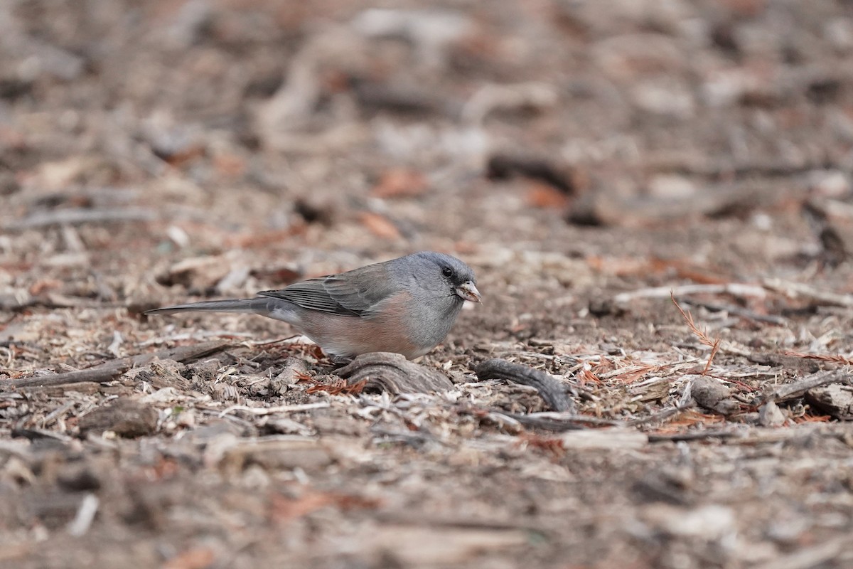 Dark-eyed Junco - ML646811881
