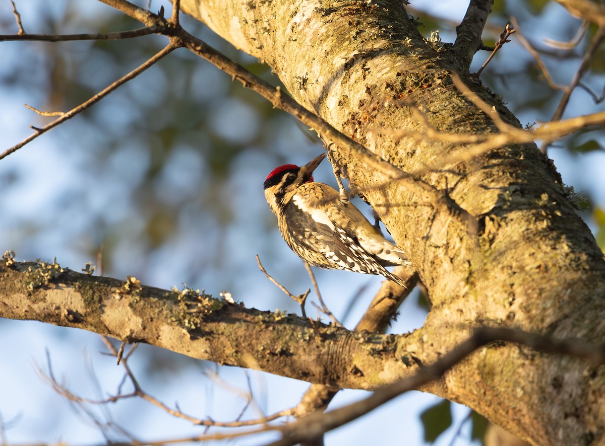 Gelbbauch-Saftlecker - ML646811882