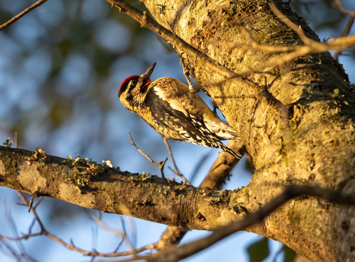 Gelbbauch-Saftlecker - ML646811883