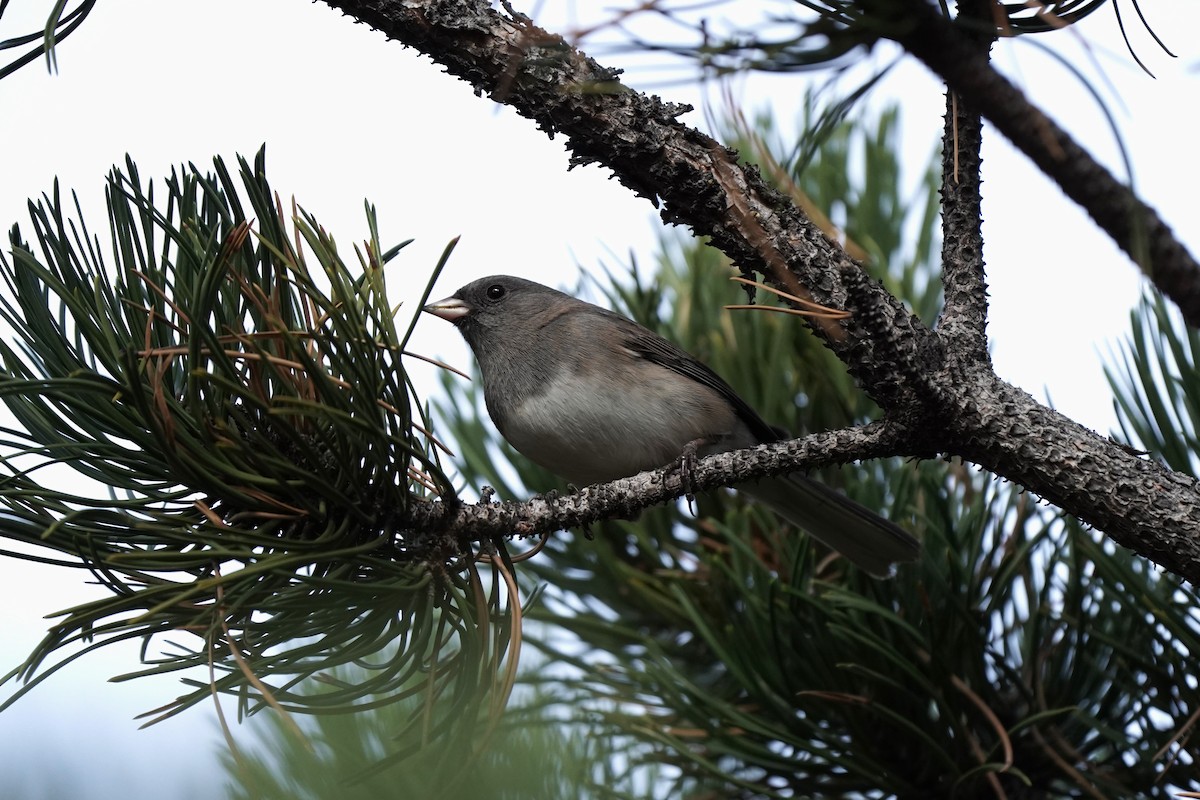 Dark-eyed Junco - ML646811884