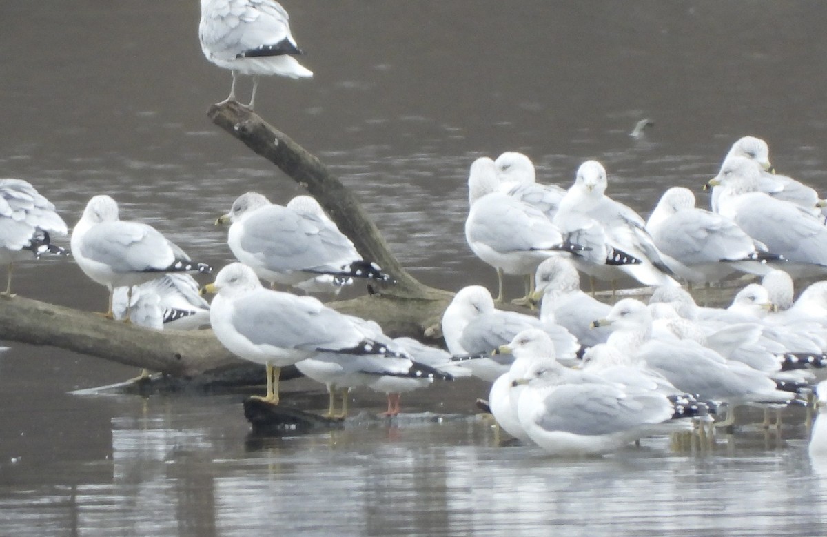 Бонапартова чайка - ML646811885