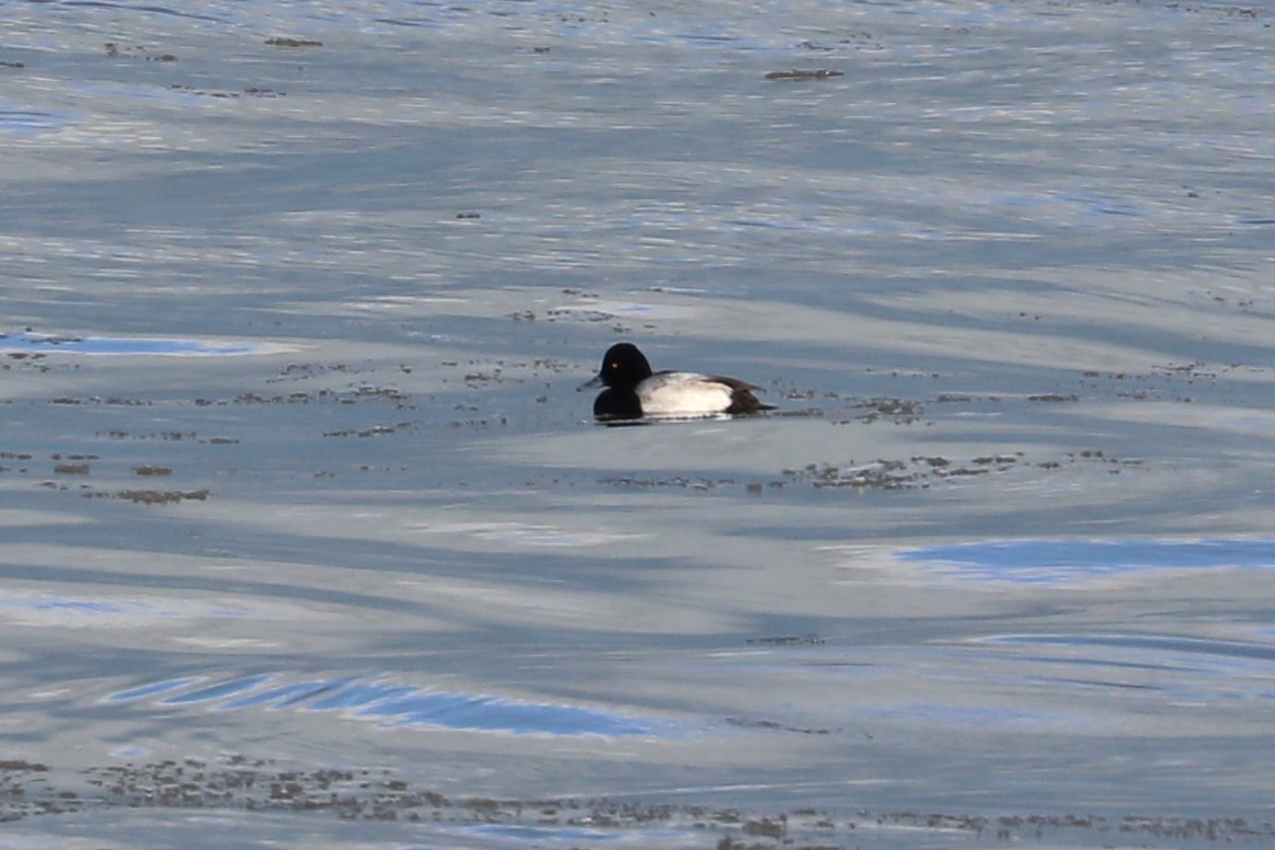 Lesser Scaup - ML646811888