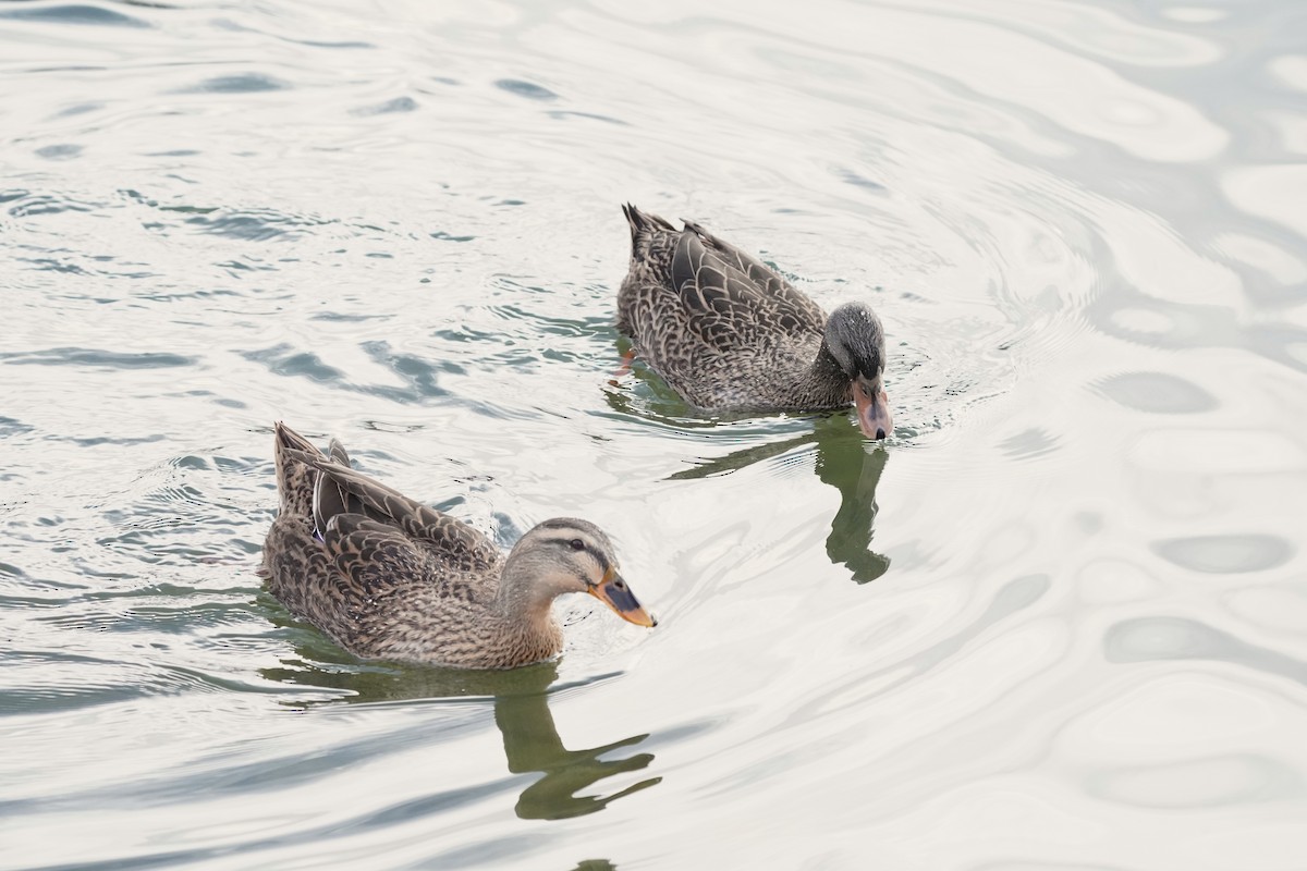 Mallard (Domestic type) - ML646811889