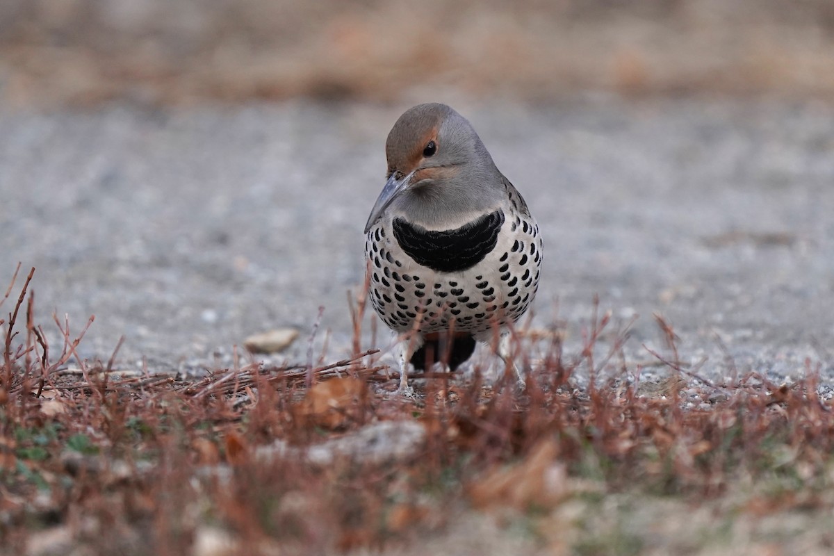 Northern Flicker - ML646811890