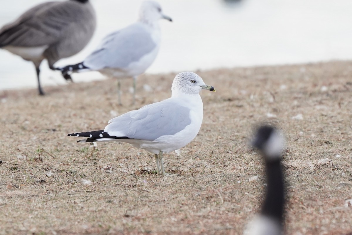 Ring-billed Gull - ML646811891