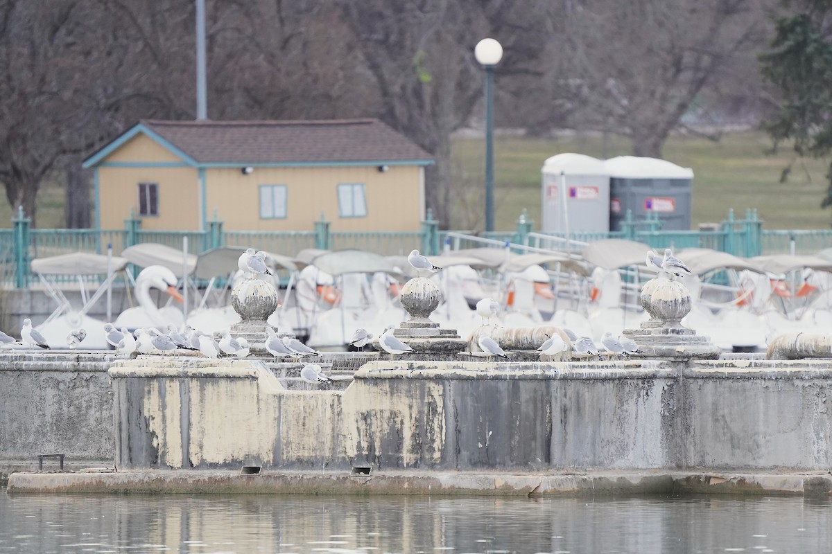 Ring-billed Gull - ML646811892