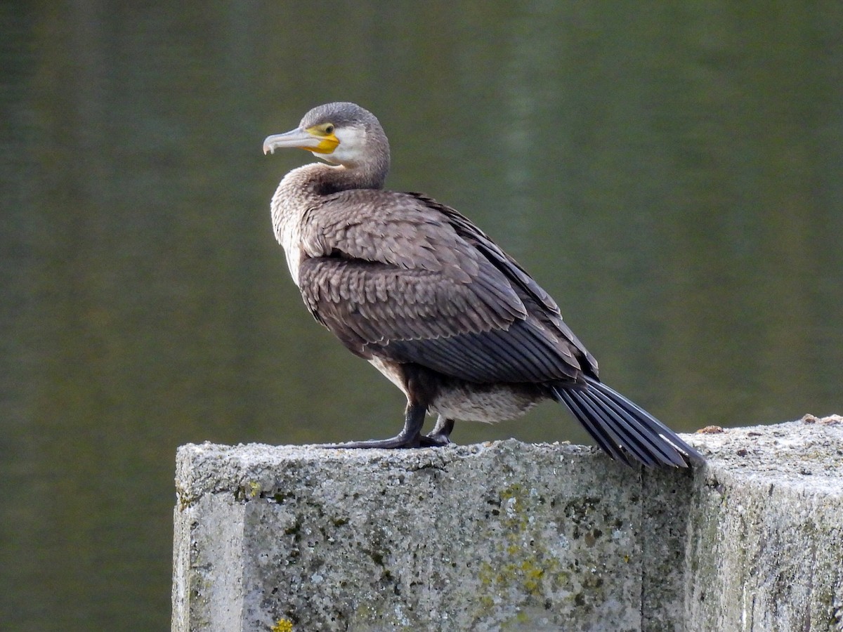 Great Cormorant - ML646811900