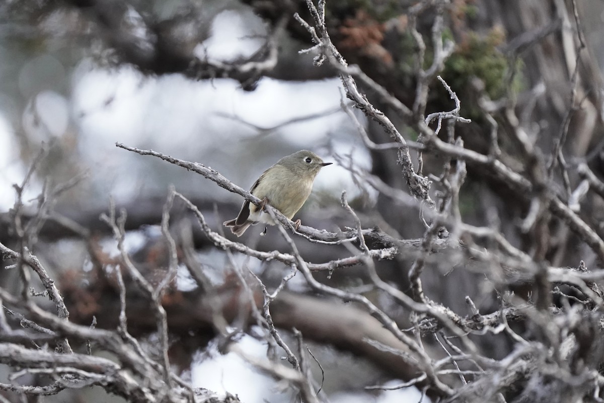 Ruby-crowned Kinglet - ML646811902
