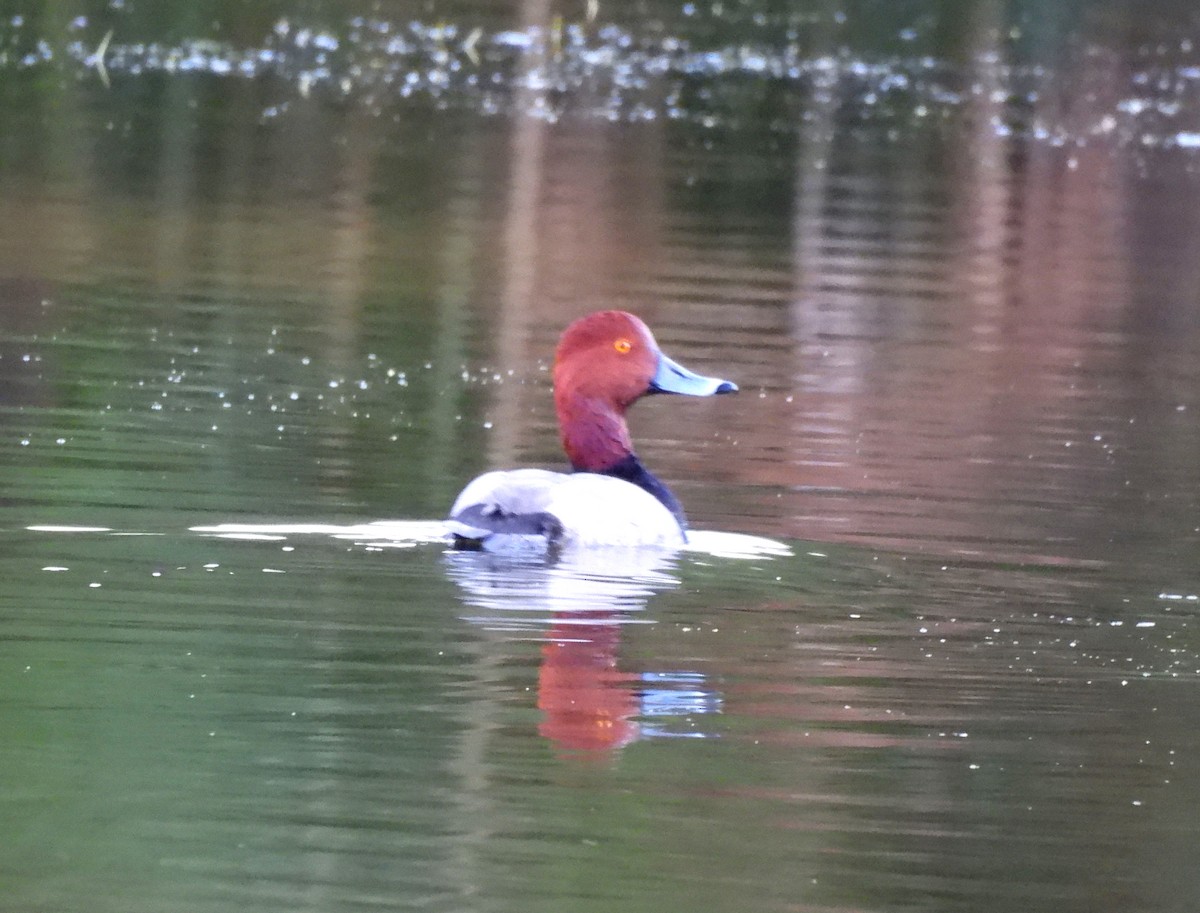 Попелюх американський - ML646811907