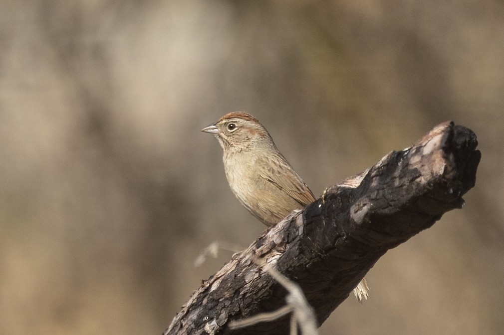 Tohi à calotte fauve - ML646811910