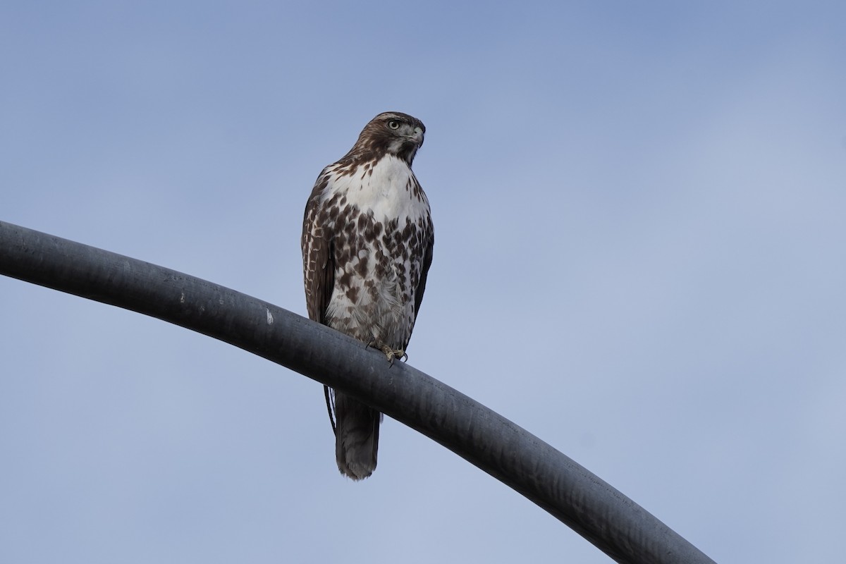 Red-tailed Hawk - ML646811912