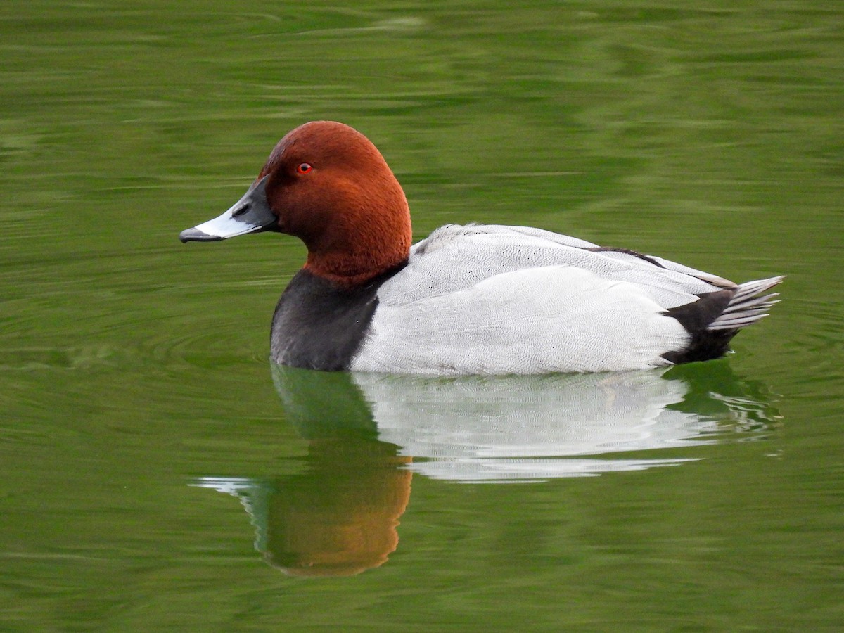 ホシハジロ - ML646811917