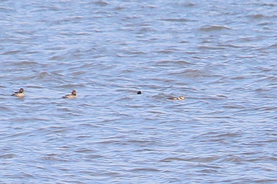 ברווז קרח - ML646811919