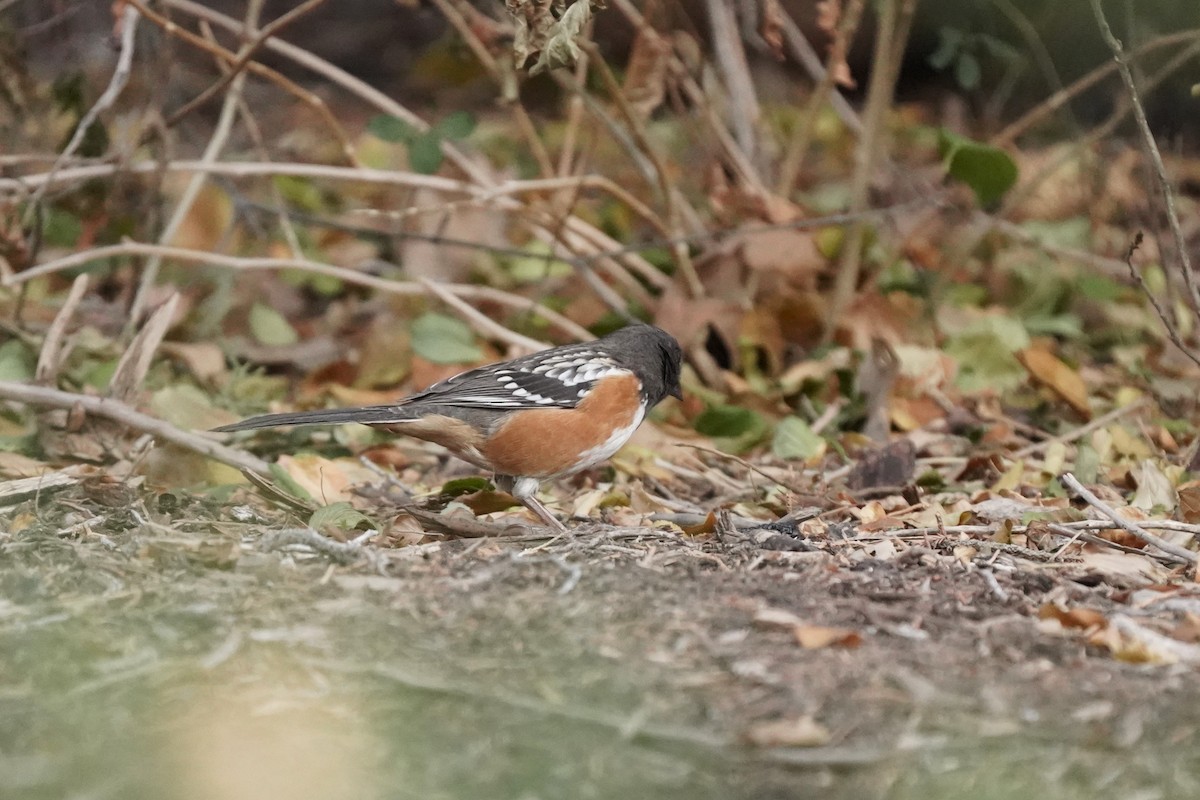 Spotted Towhee - ML646811922