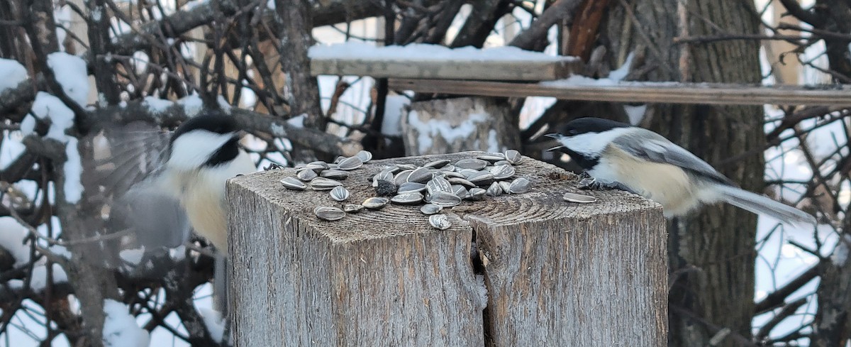 Black-capped Chickadee - ML646811924