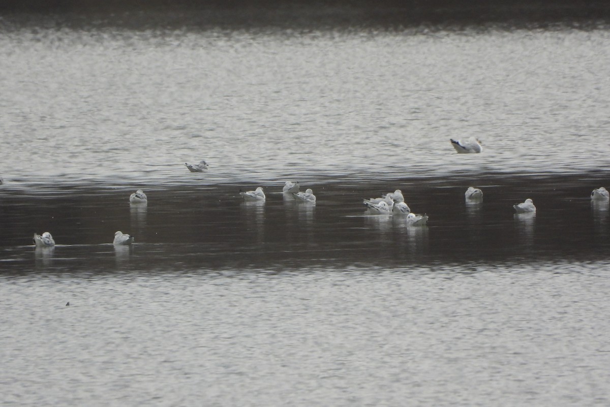 Бонапартова чайка - ML646811927