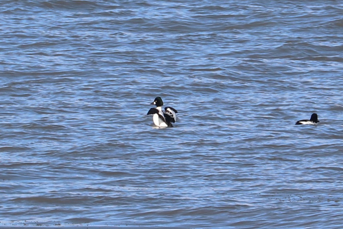 Common Goldeneye - ML646811931