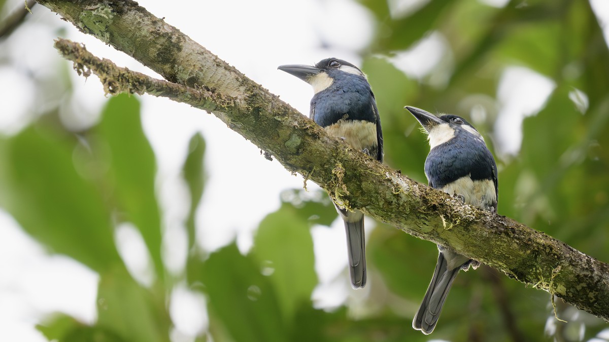 Kara Karınlı Pufkuşu - ML646811932