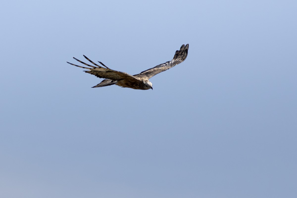 Шуліка довгокрилий - ML646811933