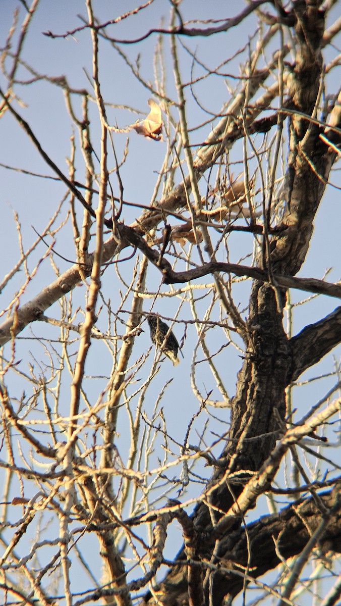 European Starling - ML646811945