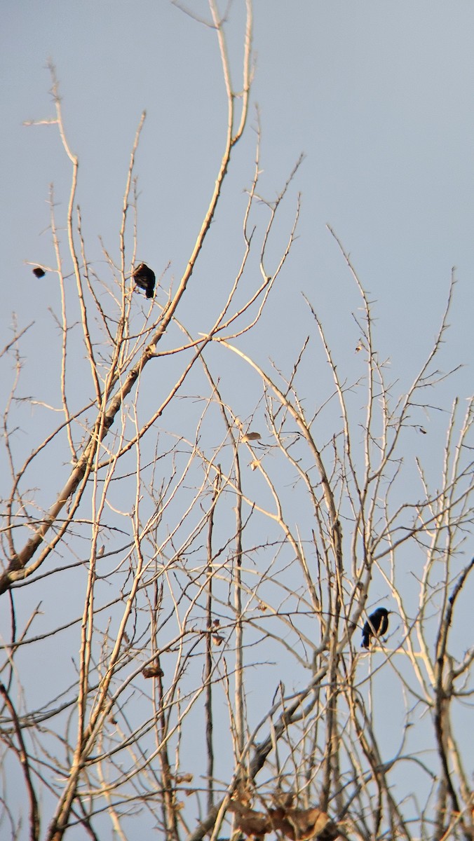 Red-winged Blackbird - ML646811948