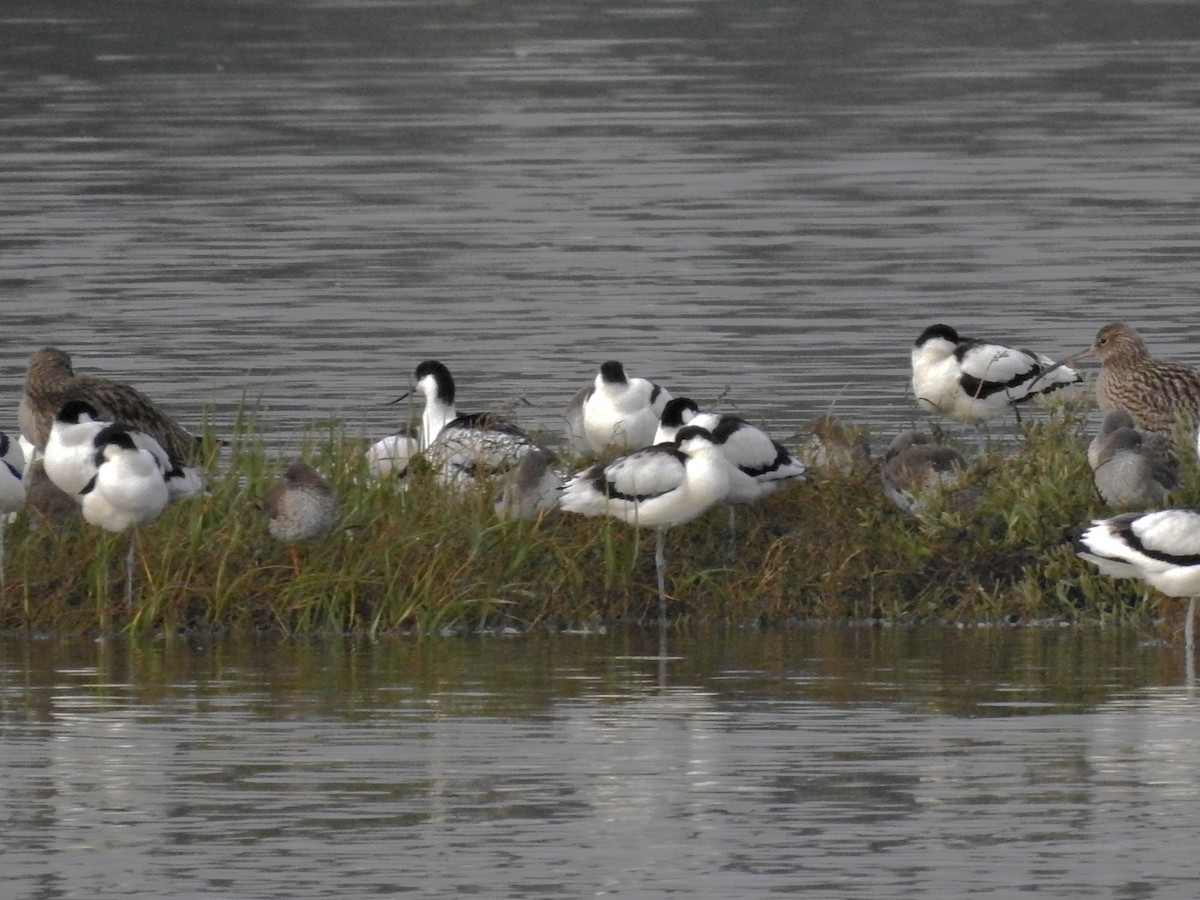 Pied Avocet - ML646811949