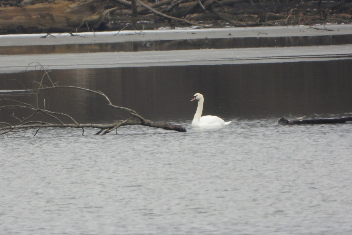 Лебедь-шипун - ML646811950