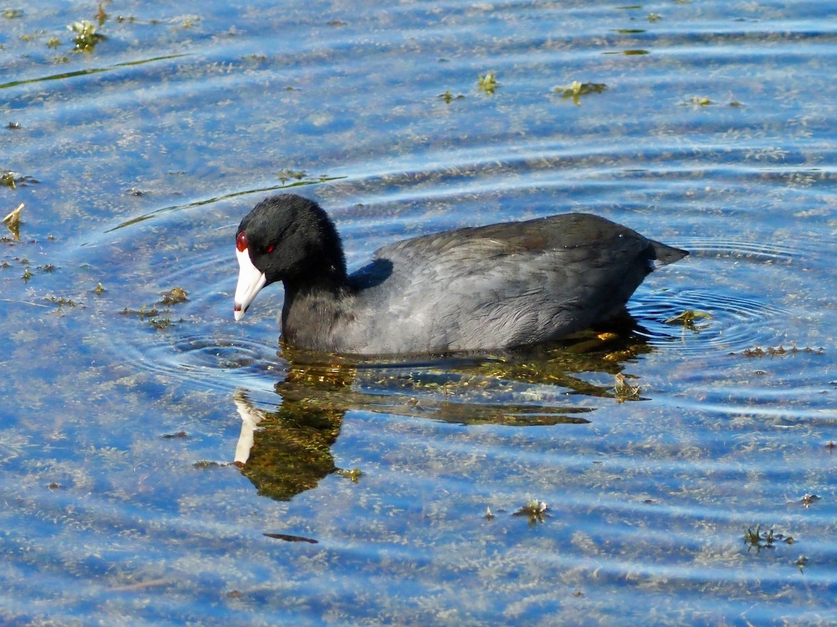 American Coot - ML646811951