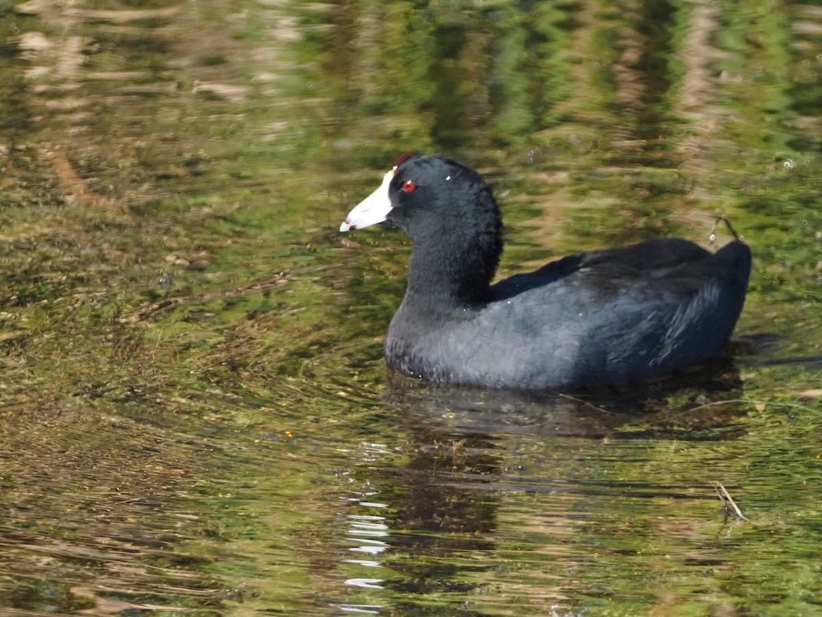 American Coot - ML646811952