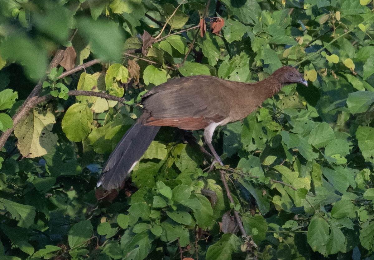 Chestnut-winged Chachalaca - ML646811953