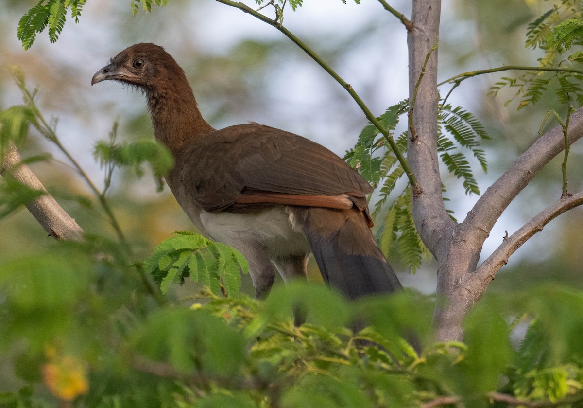 Chestnut-winged Chachalaca - ML646811954