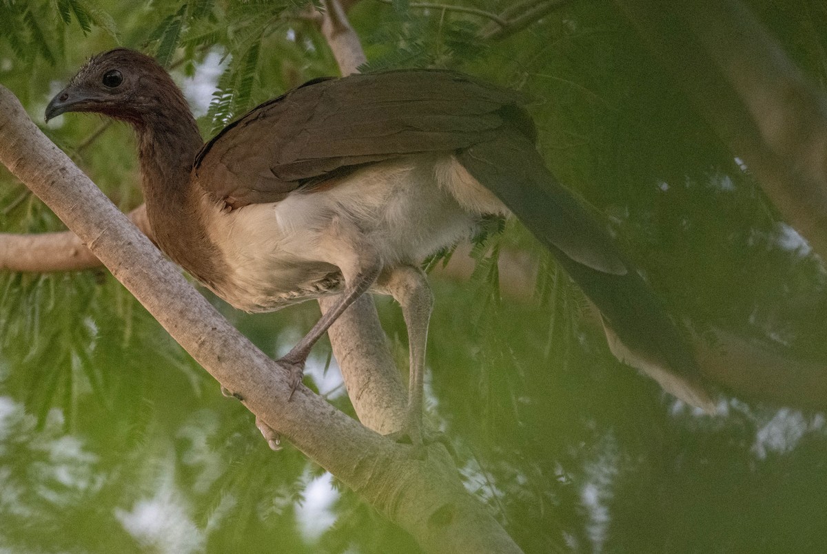Chestnut-winged Chachalaca - ML646811955