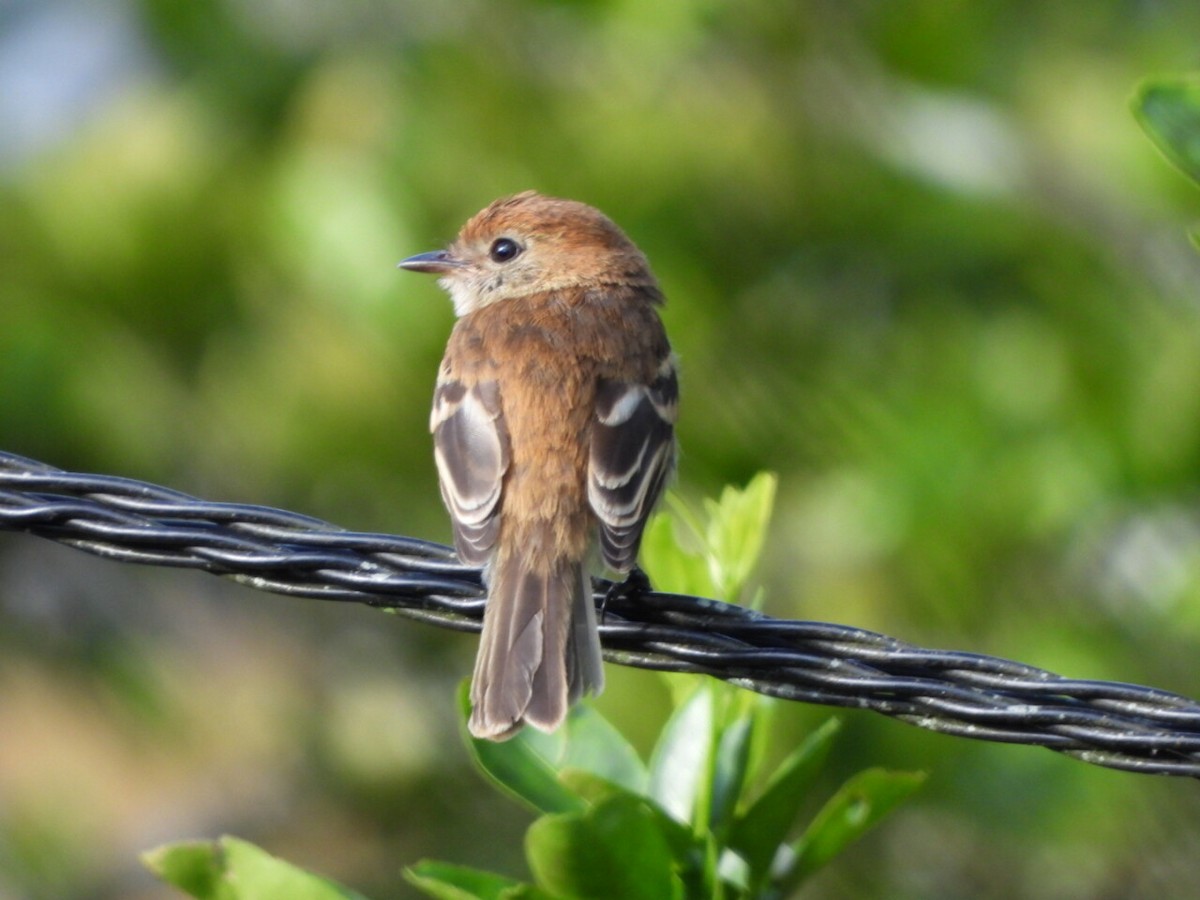 Bran-colored Flycatcher - ML646811963
