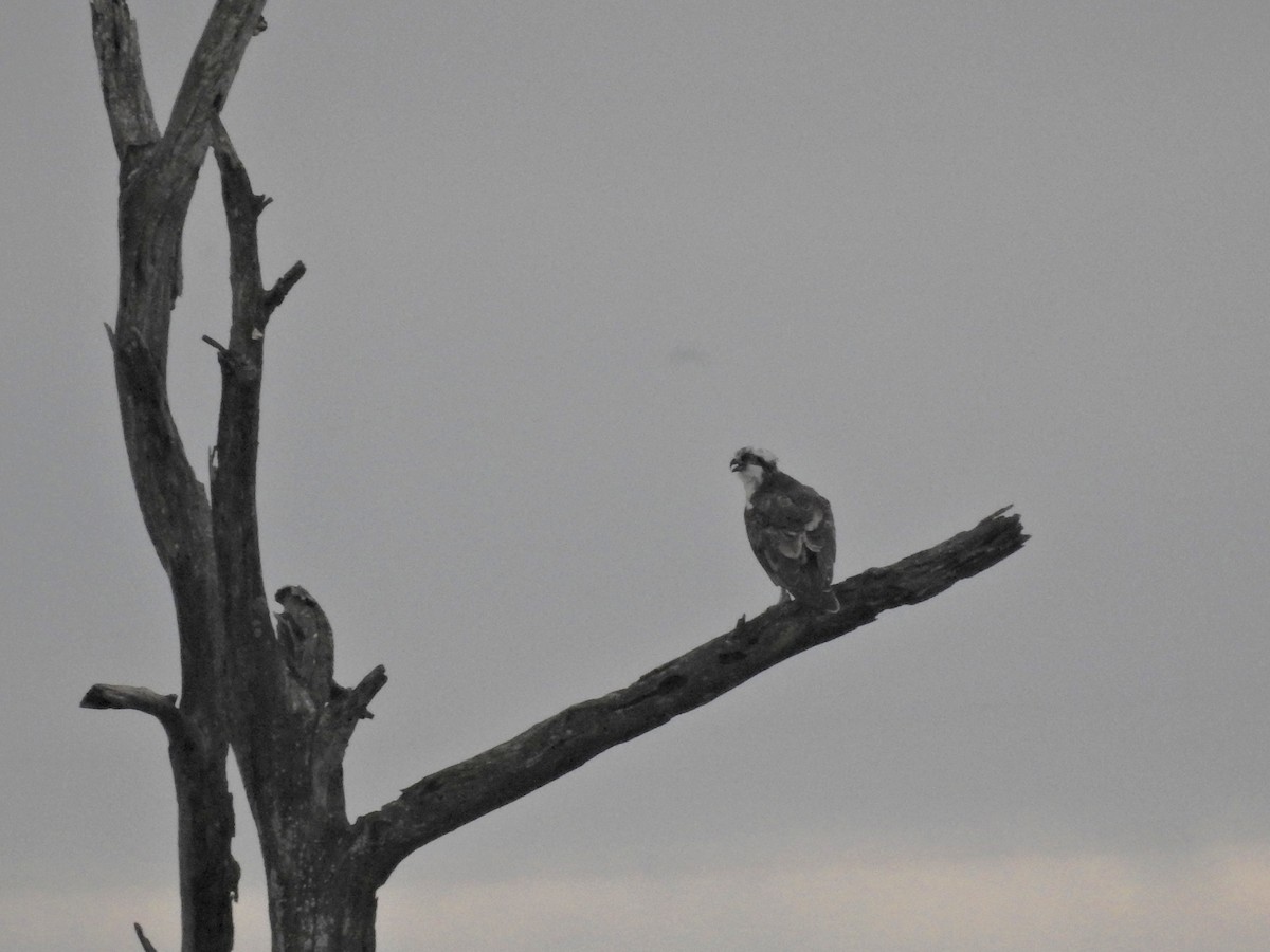 Osprey - ML646811978