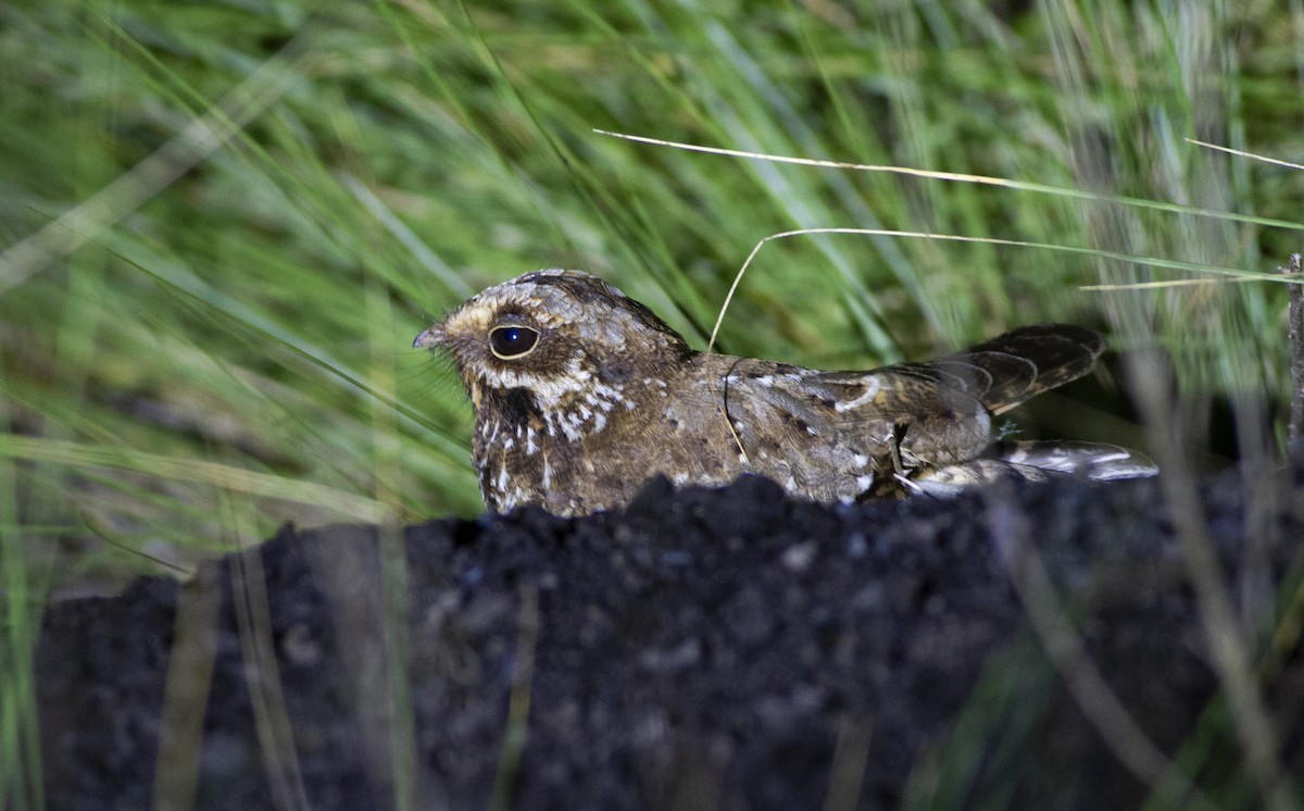 White-winged Nightjar - ML646811979