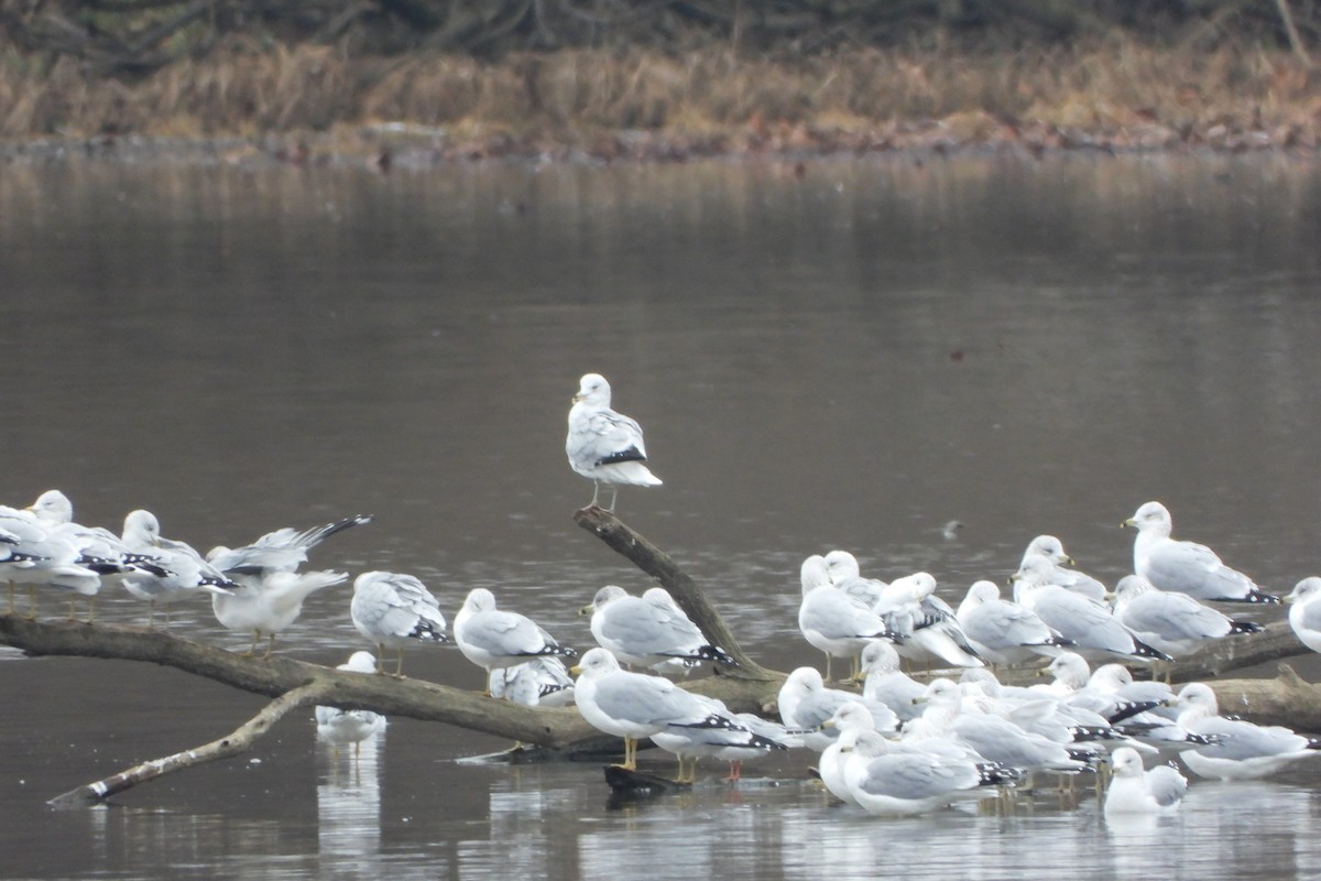 Делавэрская чайка - ML646811981