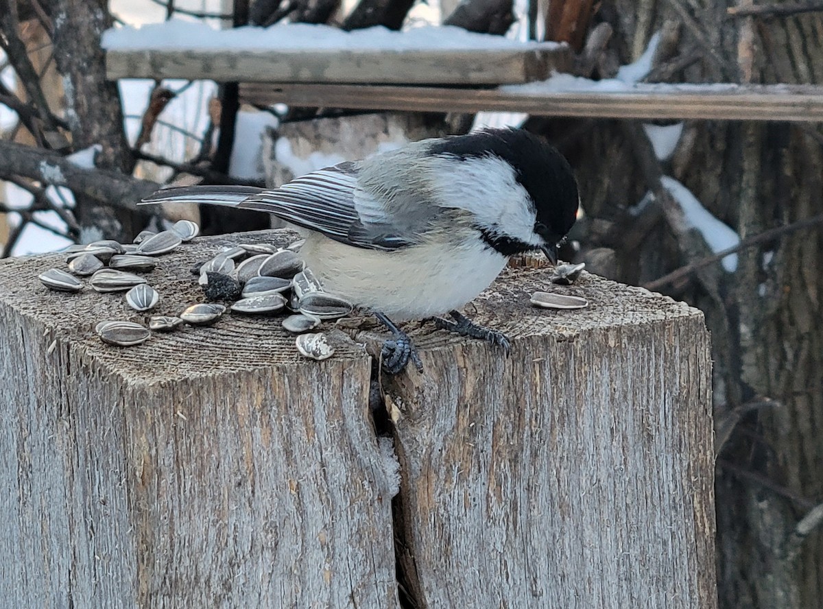 Black-capped Chickadee - ML646812006