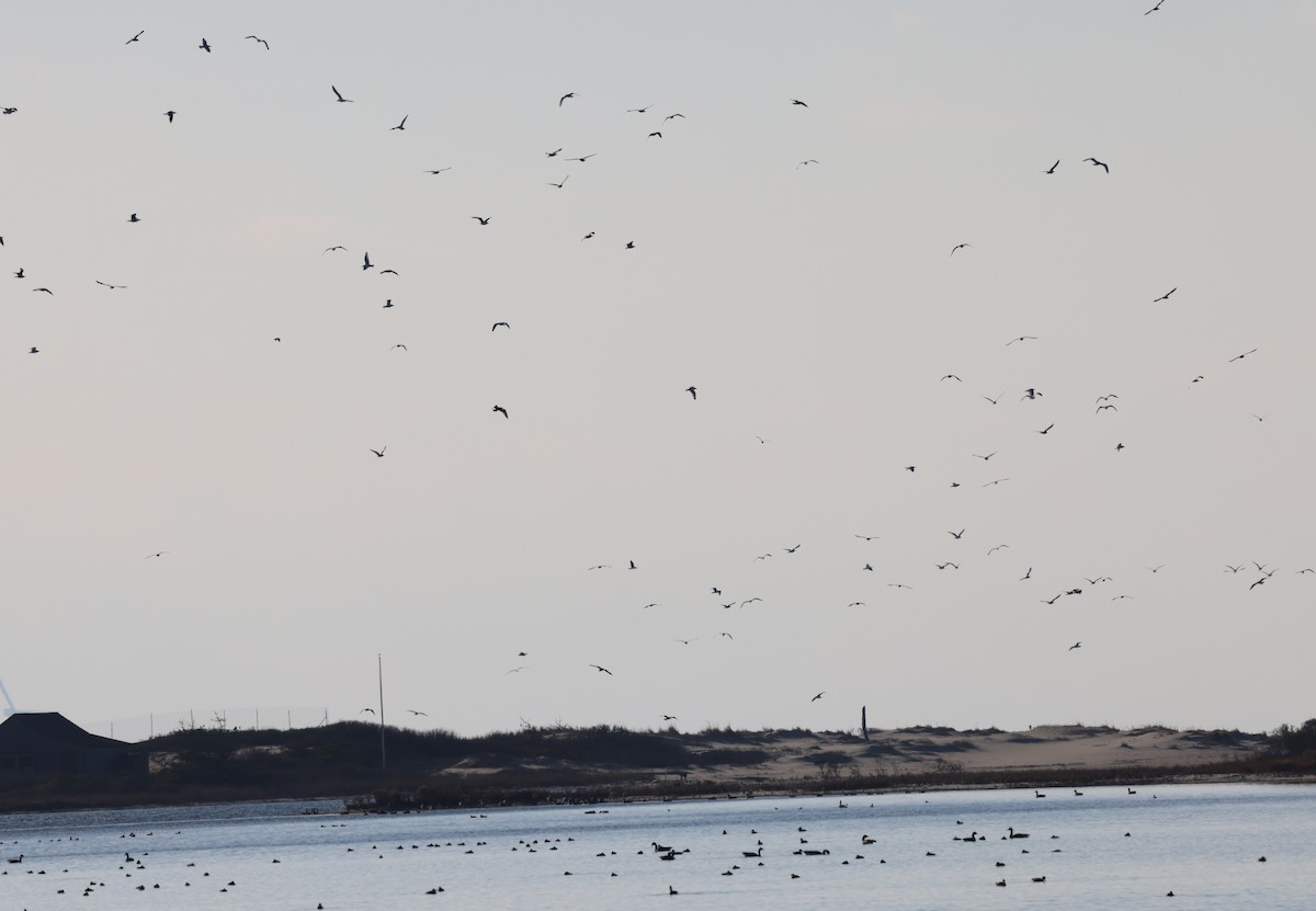 Gaviota Argéntea Americana - ML646812011