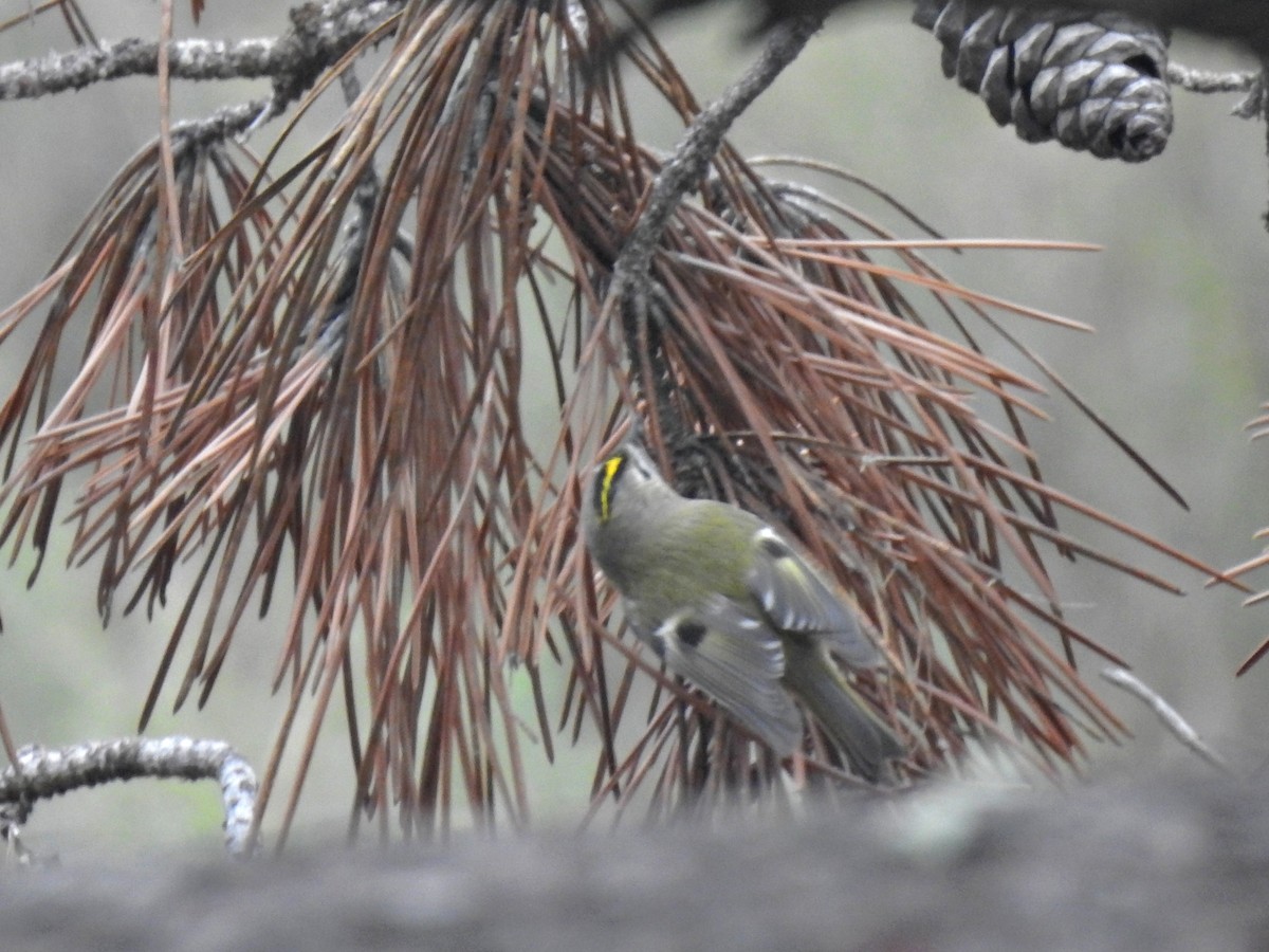 Goldcrest - ML646812018