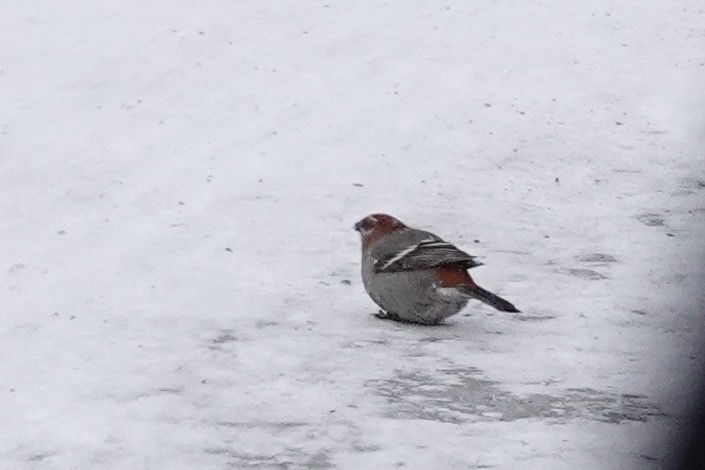 Pine Grosbeak - ML646812019