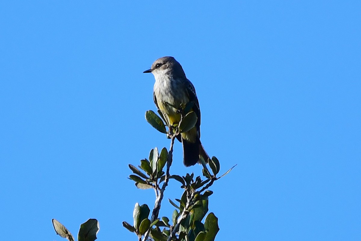 Mosquero Cardenal - ML646812020