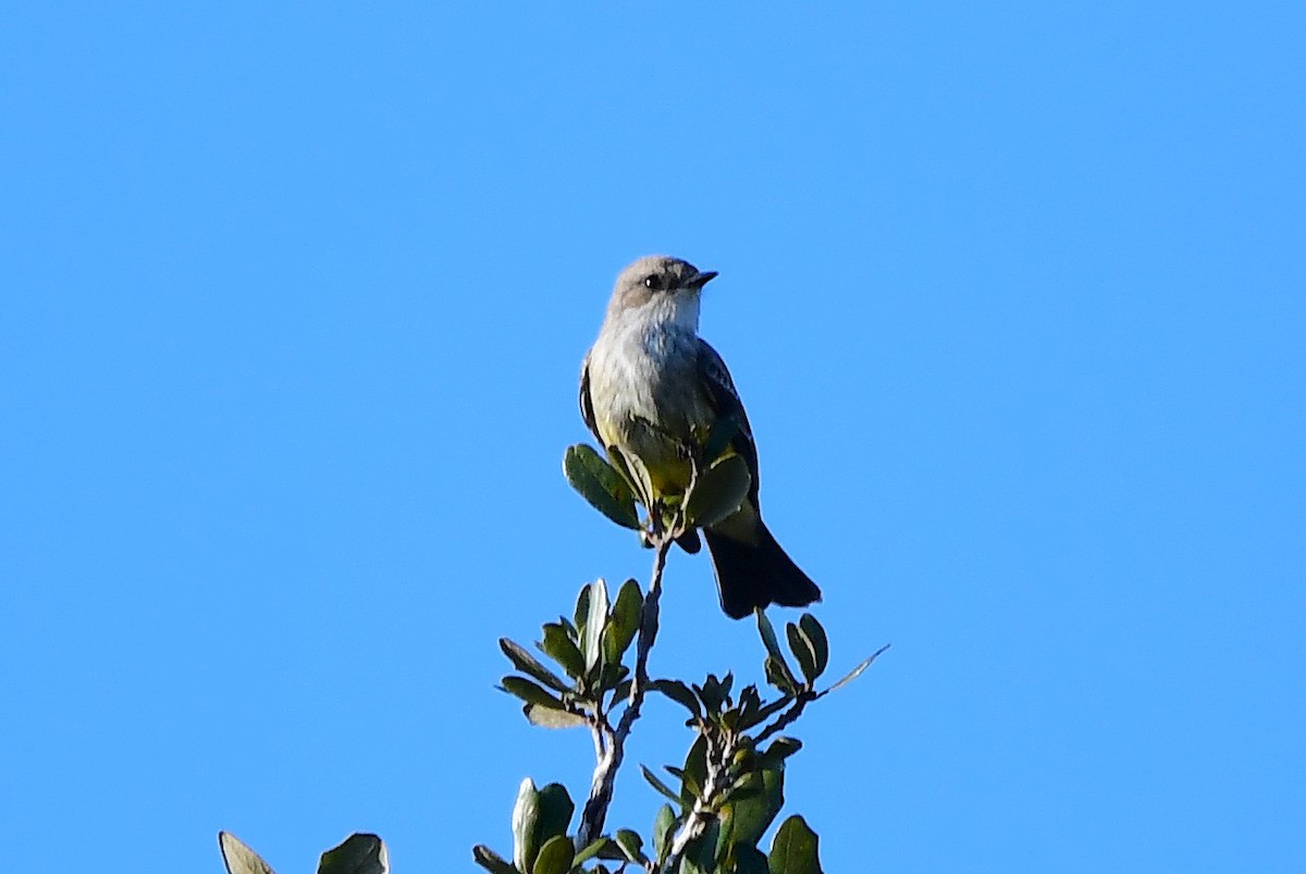 Mosquero Cardenal - ML646812021