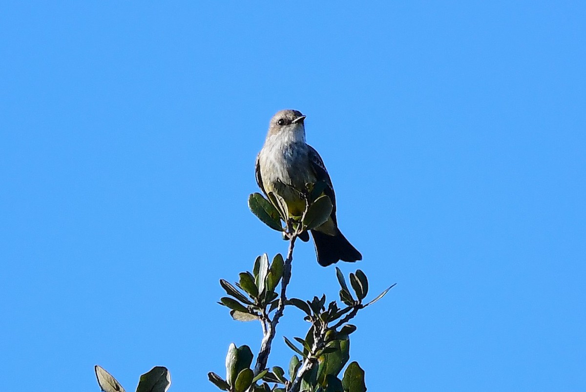 Mosquero Cardenal - ML646812022