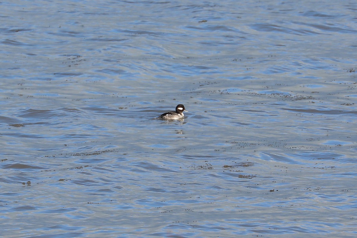 Bufflehead - ML646812029