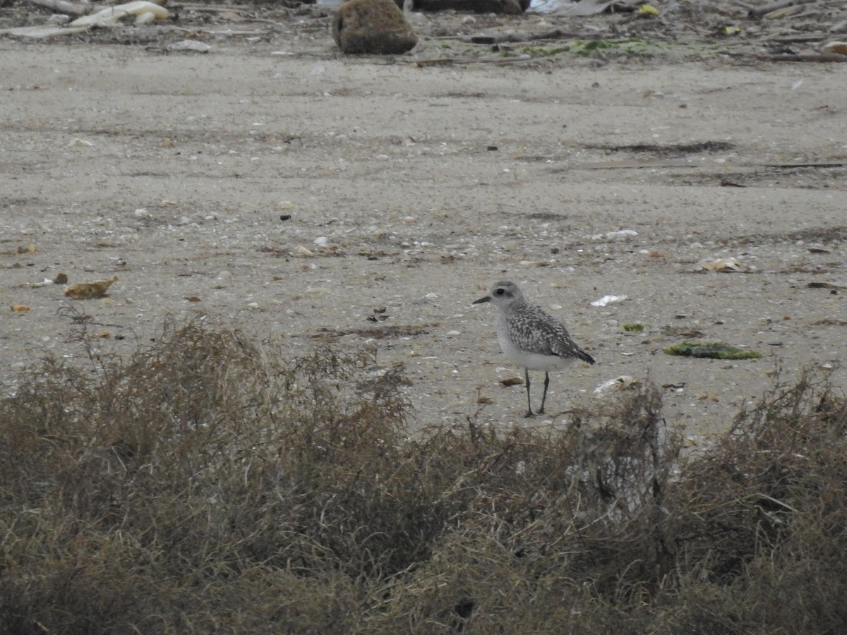 Black-bellied Plover - ML646812030