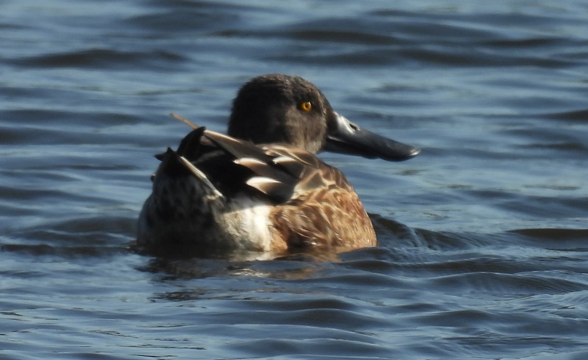 Широконіска північна - ML646812031