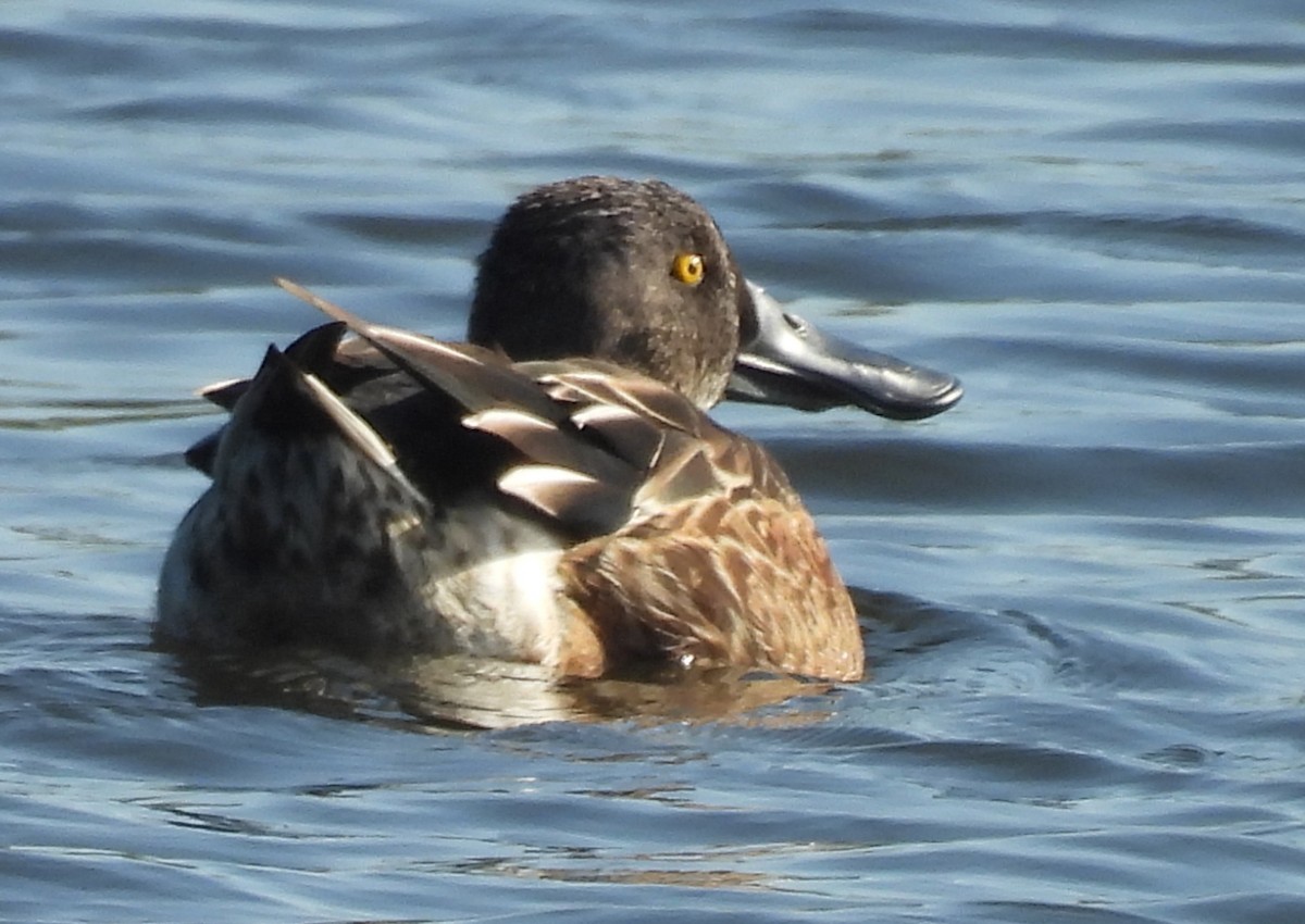 Широконіска північна - ML646812032