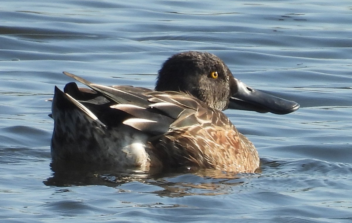 Широконіска північна - ML646812033